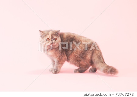 側身異國短髮 73767278