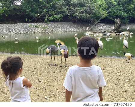 Good friends brother and sister watching over the good friend Gray Crowned Crane 73767480