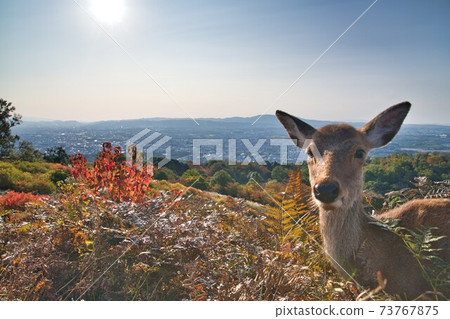 你好若草山 73767875