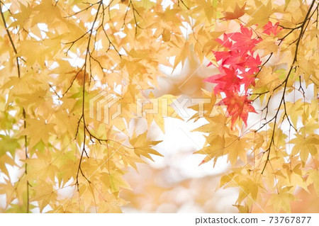 兩種顏色秋葉 73767877