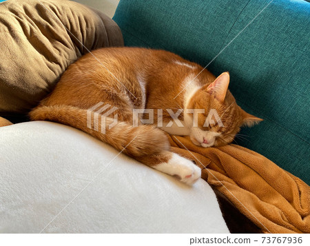 Scottish Fold kitten sleeping on a blue sofa 73767936