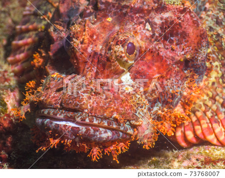 Face of scorpion fish (Bearded Scorpion Fish) (Mergui Archipelago, Myanmar) Face of scorpion fish (Bearded Scorpion Fish) (Mergui Archipelago, Myanmar) 73768007