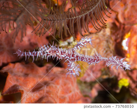 Nishikifuuraio (Mergui Archipelago, Myanmar) 73768010