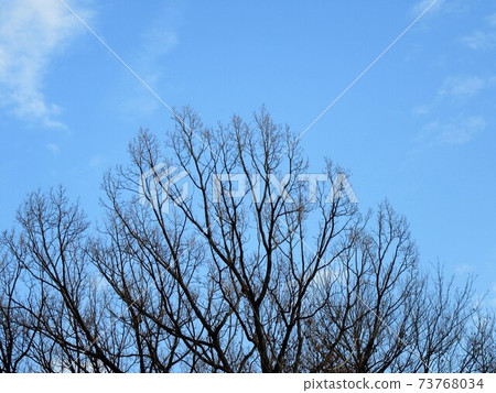Beautiful contrast between the clear sky and the branches of trees 73768034