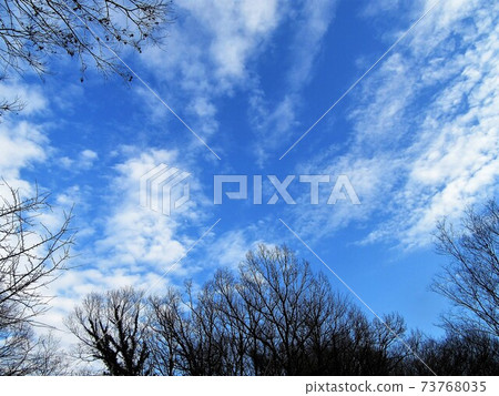 Beautiful contrast between the clear sky in early spring and the branches of trees 73768035
