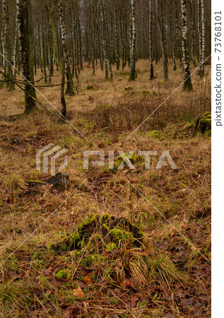 A winter picture of a beautiful forest glade. Picture from Scania, Sweden 73768101
