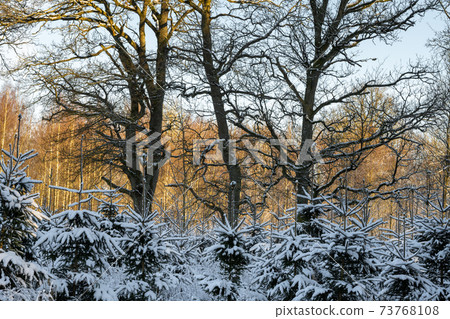 Trees covered in snow a crispy cold winter day in a forest. Picture from Eslov, Sweden Trees covered in snow a crispy cold winter day in a forest. Picture from Eslov, Sweden 73768108