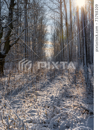A backlit photo of a forest glade covered in snow a crispy cold winter day. Picture from Eslov, Sweden A backlit photo of a forest glade covered in snow a crispy cold winter day. Picture from Eslov, Sweden 73768109