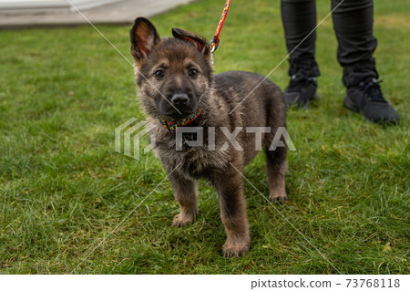 An eight weeks old German Shepherd puppy looking straight into the camera. Green grass background 73768118