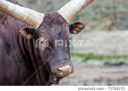 portrait of a watusi cow with large horns close up 73768235