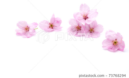 Cherry blossom isolated on white background. sign of spring 73768294