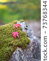Maple on the moss 73768344