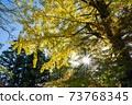 Autumn leaves seen by looking up 73768345