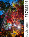 Burning autumn leaves 73768346