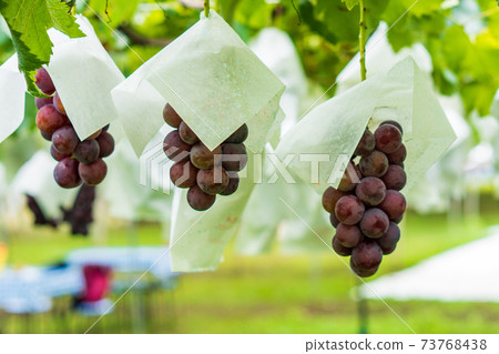 在果園裡採摘葡萄 73768438