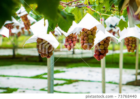 在果園裡採摘葡萄 73768440