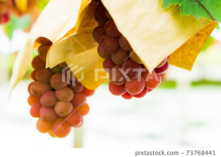 在果園裡採摘葡萄 73768441