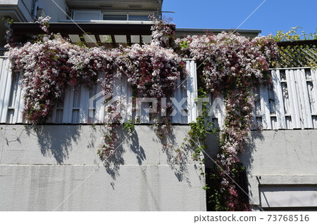 Hagoromo Jasmine 73768516