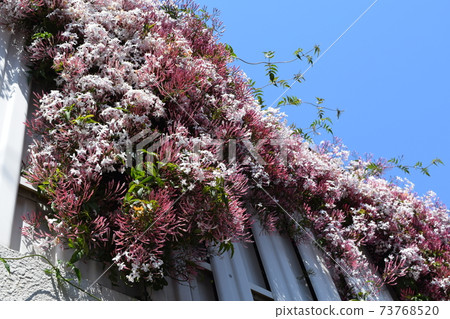 Hagoromo Jasmine Hagoromo Jasmine 73768520