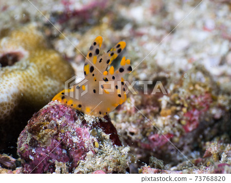 A member of the genus Nudibranch (Mergui Archipelago, Myanmar) A member of the genus Nudibranch (Mergui Archipelago, Myanmar) 73768820