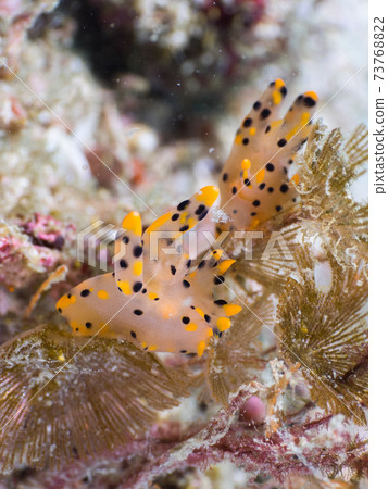 A member of the genus Pectinatella magnifica that eats bryozoa (Mergui Archipelago, Myanmar) 73768822