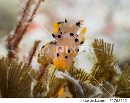 A member of the genus Pectinatella magnifica that eats bryozoa (Mergui Archipelago, Myanmar) 73768825