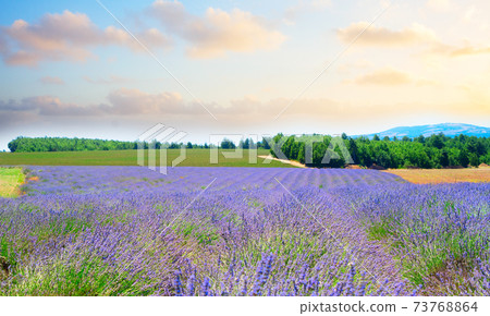 Lavender field at summer 73768864