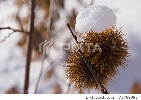 Mari chestnut with snow Mari chestnut with snow 73768962