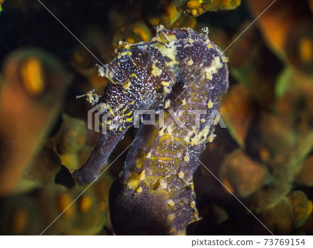 居住在南郵Xango（緬甸Mergui群島）的黑虎尾海馬 73769154