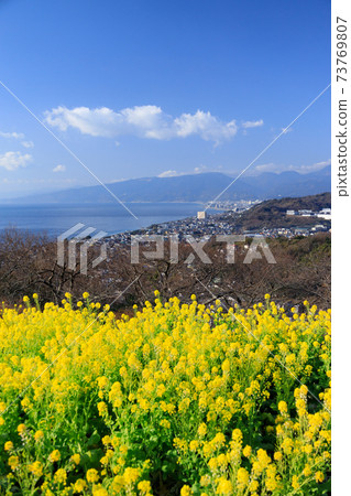 神奈川縣的油菜田_阿祖瑪山公園 73769807