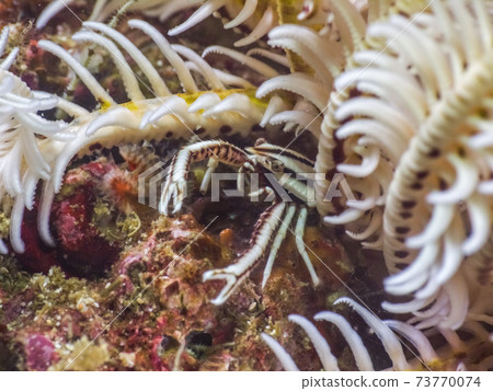 Galatheoidea模仿白色Comatulida（緬甸Mergui群島） 73770074