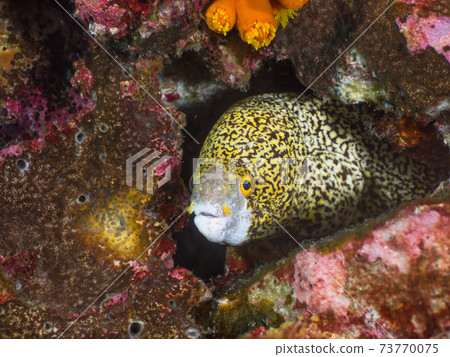 Spiders lurking in the gaps between rocks (Mergui Archipelago, Myanmar) Spiders lurking in the gaps between rocks (Mergui Archipelago, Myanmar) 73770075
