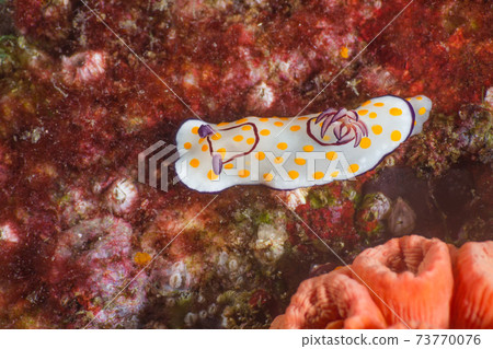 Nudibranch crawling on coral (Goniobranchus annulatus) (Mergui Archipelago, Myanmar) 73770076