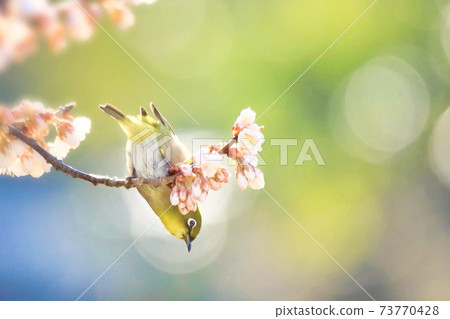 Sakura and mezzo Sakura and mezzo 73770428