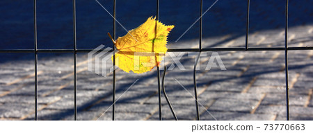Autumn yellow leaf Autumn yellow leaf 73770663