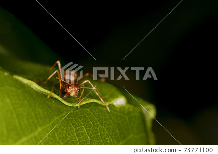 Close up red ant on green leaf in nature Close up red ant on green leaf in nature 73771100