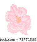 Single beautiful light pink peony isoleted hand draw procreate 73771589