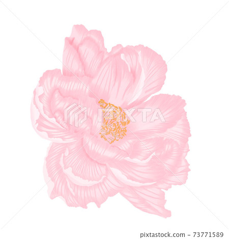 Single beautiful light pink peony isoleted hand draw procreate Single beautiful light pink peony isoleted hand draw procreate 73771589