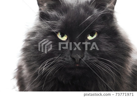 big black cat looks angrily on a white background big black cat looks angrily on a white background 73771971