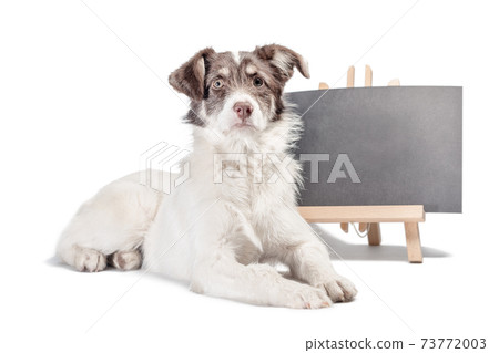 white and brown dog lies near blank chalk board 73772003
