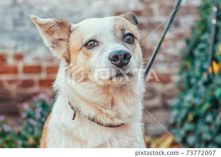 mongrel waiting dog tied on background of brick wall mongrel waiting dog tied on background of brick wall 73772007