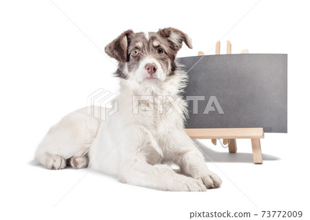white and brown dog lies near blank chalk board 73772009