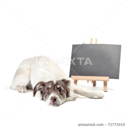 white and brown dog lies near blank chalk board 73772010