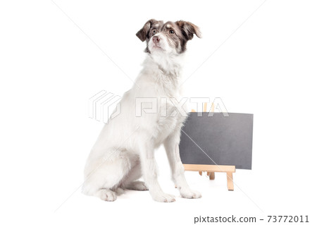 white and brown dog lies near blank chalk board 73772011
