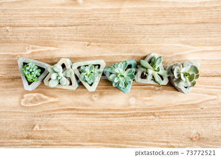 pattern of green succulents on wooden background. Flat lay, top view. pattern of green succulents on wooden background. Flat lay, top view. 73772521