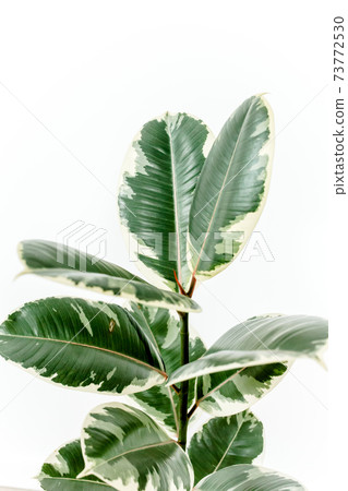 Home plant green leaf ficus benjamina, elastica on a white background Home plant green leaf ficus benjamina, elastica on a white background 73772530
