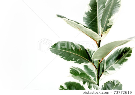 Home plant green leaf ficus benjamina, elastica on a white background  73772619