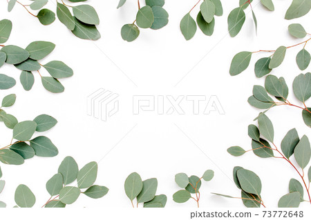 Pattern with green leaves eucalyptus populus isolated on white background. Flat lay, top view 73772648