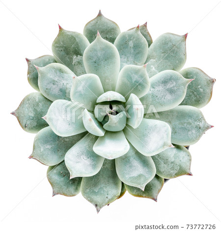Green house plants potted, succulent plants isolated on white background. Flat lay, top view. 73772726