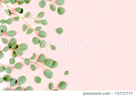 green branches eucalyptus populus on pink background. flat lay, top view green branches eucalyptus populus on pink background. flat lay, top view 73772777